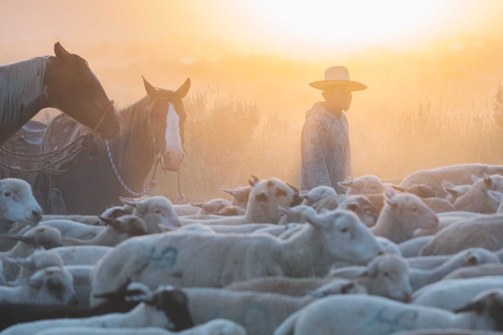20190626_SheepHerding_CamMcLeod_0145